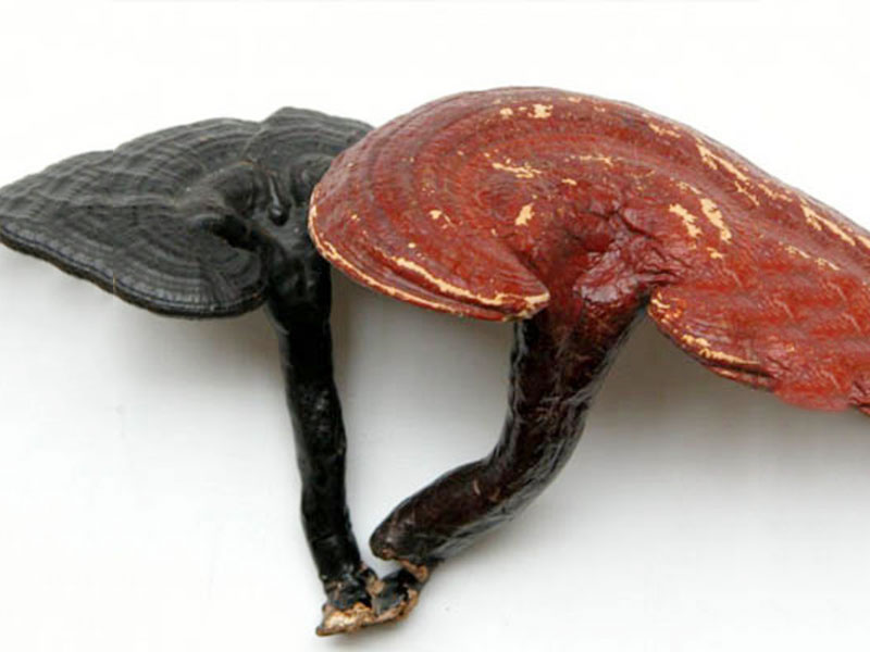 Reishi-Mushroom-Extract