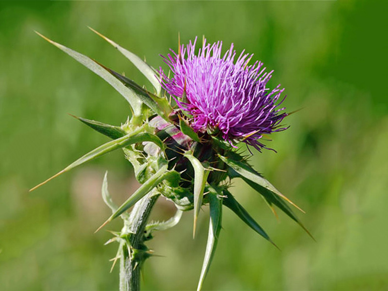 Milk Thistle Extract