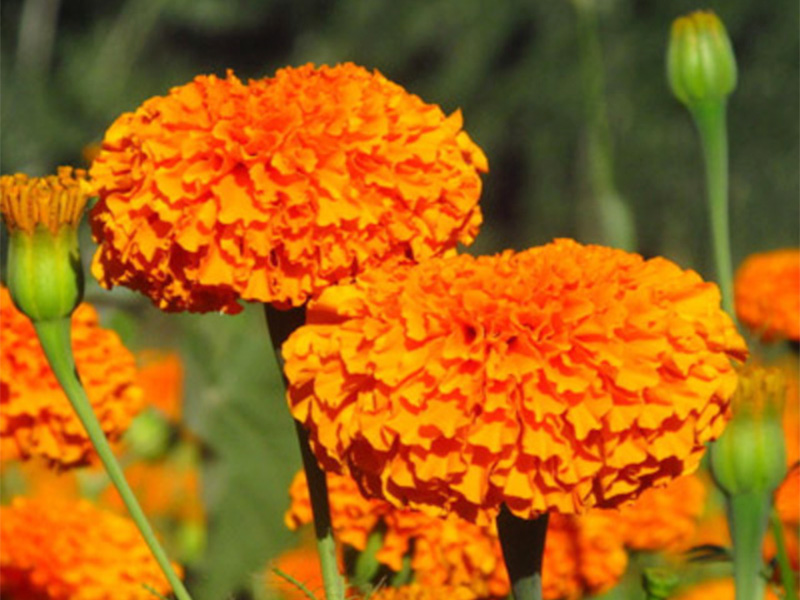 Marigold Extract