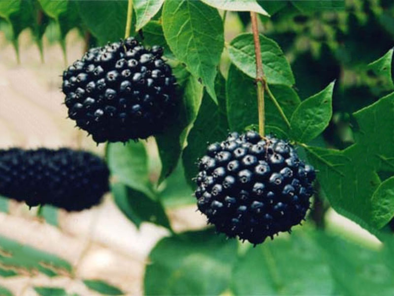 Siberian Ginseng Extract
