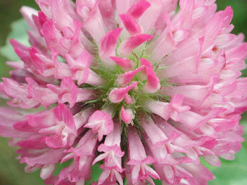 Red Clover Extract 