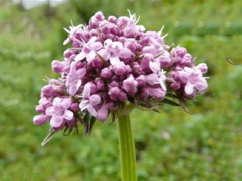 Valerian Root Extract