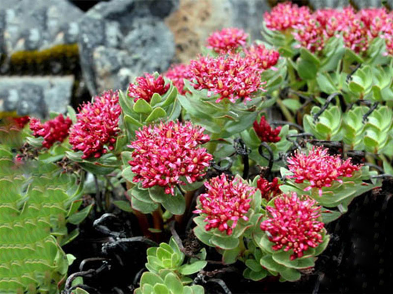 Rhodiola Extrac