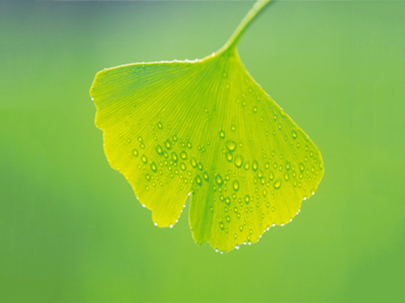 Ginkgo Biloba Extract