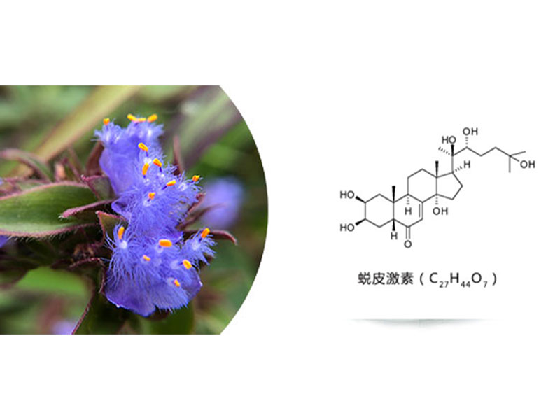 Beta-Ecdysterone-Pure, Powerful, and Natural Performance Enhancer