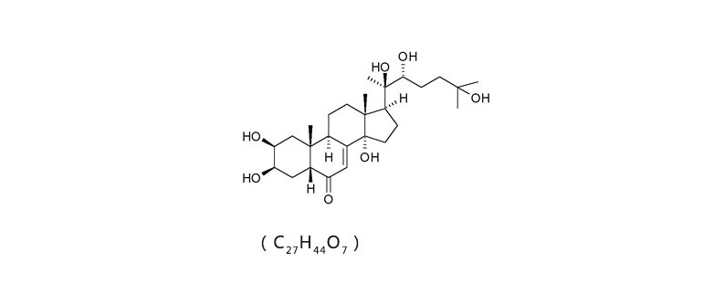 Cyanotis arachnoidea Extract (Ecdysterone)